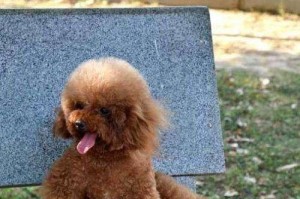 贵宾犬的饲养方法（如何养一只健康快乐的贵宾犬）