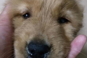 老龄高加索犬的护理指南（为您的宠物提供最佳的关爱和保健）