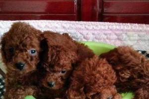 泰迪犬怀孕，如何照顾？（宠物养护小技巧，全面指导。）