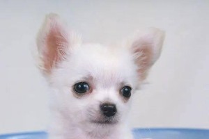 如何科学养护凯利蓝梗（健康成长、快乐生活从这里开始）