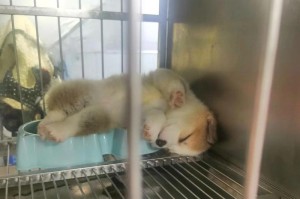 小柯基的睡眠时间之谜（揭秘柯基睡眠时间长短的原因与影响）