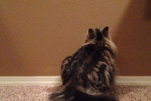 为什么猫会摇尾巴？（探究猫摇尾巴的原因和意义）