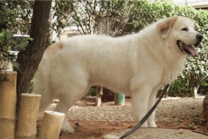大白熊幼犬的可爱外貌与特征（探寻大白熊幼犬迷人的外貌和个性魅力）