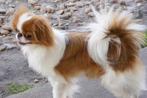 猴面犬的饲养方法（如何给宠物猴面犬提供良好的生活环境与健康护理？）
