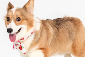 如何让你家柯基犬毛发更美丽（掌握这些食物，让你的柯基犬毛发更亮丽）
