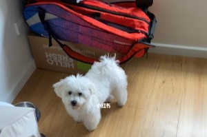 比熊犬咳嗽，如何用药治疗（药物治疗比熊犬咳嗽的步骤和注意事项）