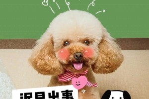 泰迪犬饮食清单（了解泰迪犬的食物选择，宠物生活更美好）