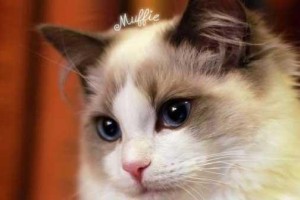 土耳其梵猫饲养指南（宠物爱好者必读，打造健康快乐的梵猫生活）