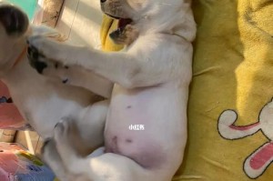 拉布拉多犬的咆哮意义（探究宠物拉布拉多犬咆哮背后的含义及表现形式）