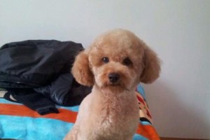泰迪犬的标准体重是多少？（了解泰迪犬的体重标准表，让你的宠物更健康）