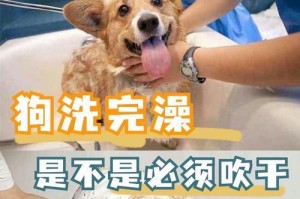 狗狗洗澡的正确方法（给狗狗洗澡的步骤和注意事项）