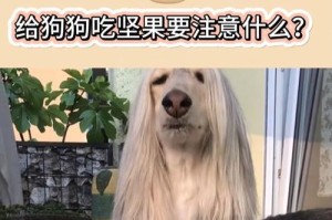 小狗饮食注意事项与相关症状分析（为宠物狗提供健康的饮食有关注意事项和如何辨别相关症状）