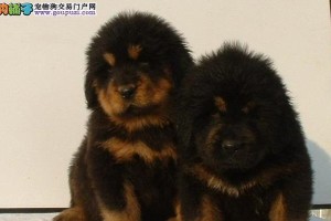 如何照顾藏獒犬（主人需要注意的事项与）