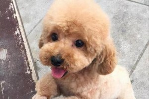 泰迪犬价格及最受欢迎的毛色（泰迪犬价格的波动及人们对不同毛色的喜好）