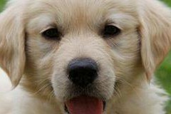 金毛犬换毛季如何科学饮食？（秋季换毛，为金毛犬提供合理的营养。）