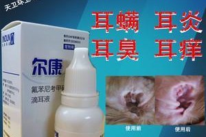 狗狗耳螨治疗费用一览（探究狗狗耳螨治疗的费用范围及关键因素）