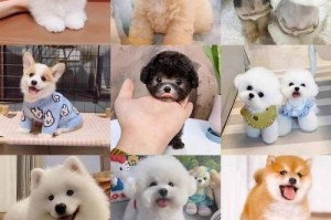 养一只金毛的花销有多大？（揭开养金毛的经济瓶颈）