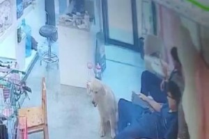 揭秘狗狗脚为何臭气熏天（究竟是什么原因导致狗狗脚散发出难闻的恶臭呢？）