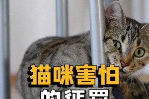 猫为什么害怕某些东西？（猫的恐惧源于哪些因素？）