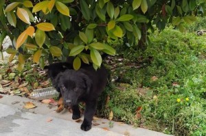 养黑狗的禁忌之人（黑狗不适合以下人群养殖）