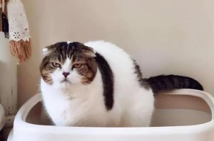 猫咪驱虫，细节决定成败（宠物也需要防虫）