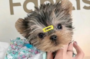 约克夏犬价格一览（从经济型到顶级豪华，探讨约克夏犬的价格区间和价值）