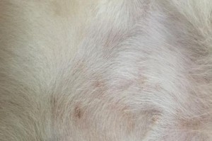 揭秘金毛犬掉毛的真相（为何金毛犬频繁脱毛，如何有效控制？）