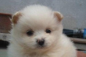 博美幼犬和比熊幼犬的区别（了解博美和比熊的特点，选择适合自己的萌宠）