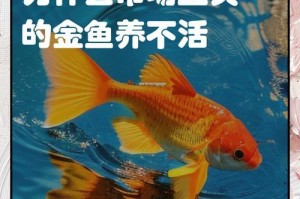 如何养金鱼，让它们健康快乐生活（金鱼养殖的注意事项和技巧，助您成为合格的金鱼爱好者）