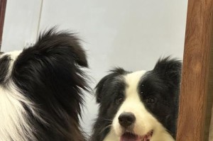 养边牧带来的快乐与挑战（边牧养育之道与经验分享）