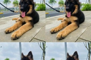 以德牧幼犬的颜色变化奥秘（从出生到成年，一只以德牧幼犬的颜色之旅）
