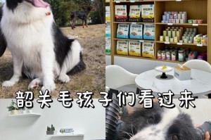 小狗洗澡的最佳时间（保持宠物干净与健康的关键）