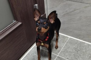 探索小鹿犬的品种多样性（了解不同品种小鹿犬的特点和魅力）