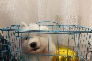 萨摩耶为什么易患细小病？（解析萨摩耶细小病的成因及预防方法）