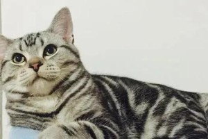 养一只虎斑猫的必备准备（为你的宠物提供舒适的家庭环境和健康的生活方式）