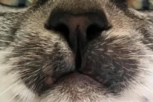猫咪口腔黑色斑点问题分析（宠物健康重要性、饮食习惯、牙齿护理、疾病预防、口腔病治疗）