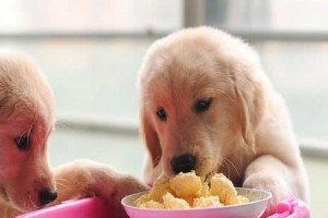 狗狗可以吃蛋黄吗？了解这些影响！（从宠物健康、食品质量、营养需求等方面分析狗狗食用蛋黄的利弊）