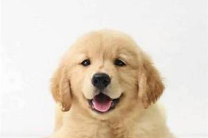 金毛幼犬的合理喂养方法（不同年龄阶段的金毛幼犬如何喂养？）