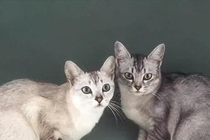 以养猫“首选”这8种猫，不仅便宜，还好养（发现最适合你的爱宠，选择养猫的首选品种）