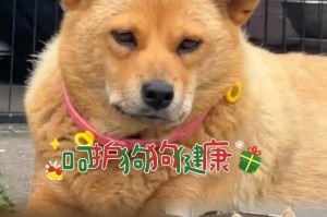 狗狗翻肠子的时间究竟有多久？（探索狗狗胃肠反转的时间因素与影响因素）
