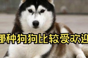 探索受欢迎狗狗的价格（揭秘几种受欢迎狗狗的市场价格及因素）