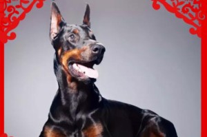 杜宾犬美容指南（让你的宠物变得更加美丽健康）