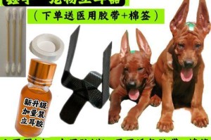 立耳狗狗的成长之旅（探秘立耳狗狗的耳朵变化及时间节点）