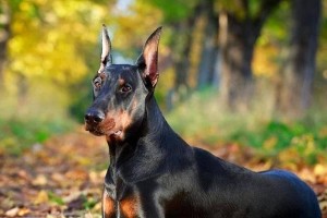 世界名犬（揭示名犬背后的无尽魅力）