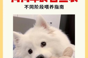 如何准确判断宠物狗狗的年龄（通过外貌特征和行为表现来判断狗狗的年龄）
