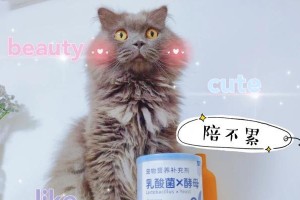 猫咪的营养需求与营养品选择（猫咪需要哪些营养品？如何正确选择？）