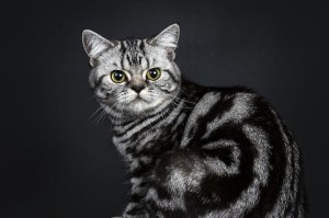 黑色猫的品种和特点（探索黑色猫的世界，了解不同品种的独特之处）