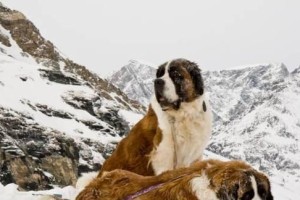 让圣伯纳犬愉快地吃药的方法（掌握正确的方法，让宠物不再厌恶服药）