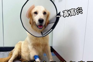 金毛肚子腹水的症状及处理方法（了解金毛肚子腹水，宠物健康无忧）