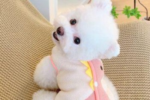 8个月的泰迪该穿多大的衣服？（泰迪犬衣服尺码选择的指南）